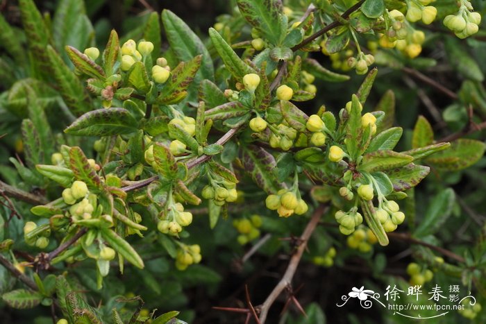 三颗针Berberis sieboldii