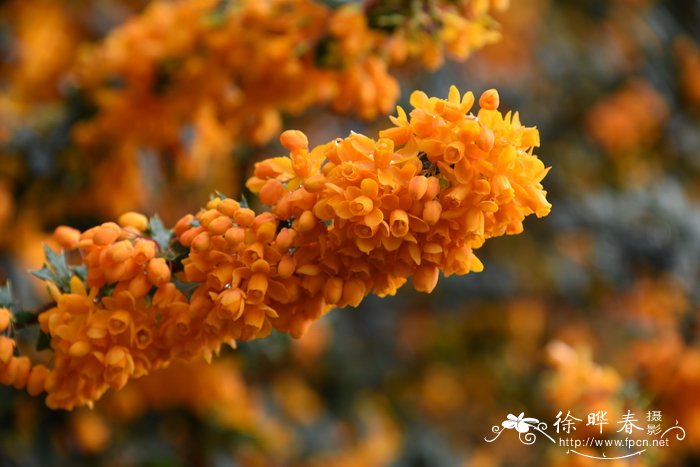 '橙国王'三棱小檗Berberis trigona 'Orange King'