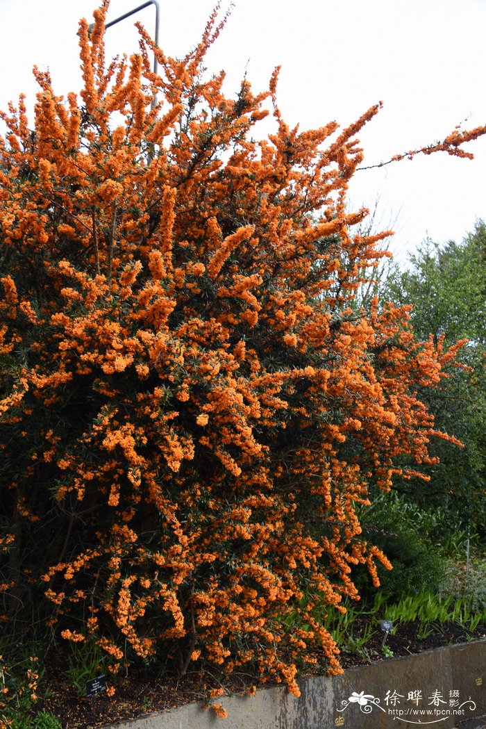 '橙国王'三棱小檗Berberis trigona 'Orange King'