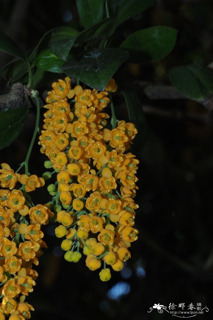 瓦尔迪维亚小檗Berberis valdiviana