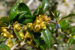 云南小檗Berberis yunnanensis