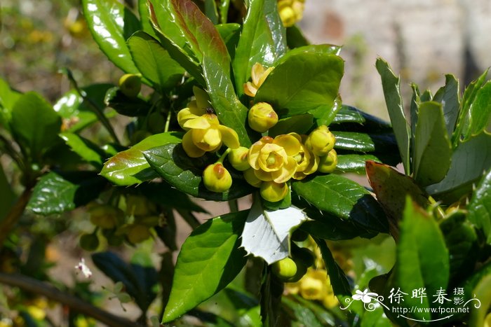 云南小檗Berberis yunnanensis