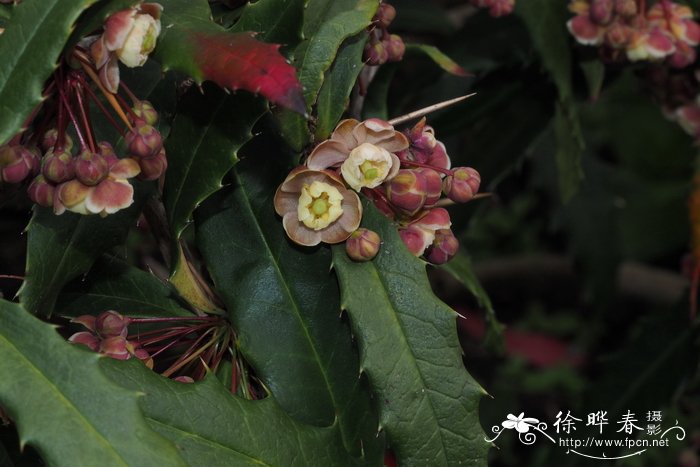 巴东小檗Berberis veitchii