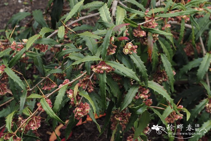 巴东小檗Berberis veitchii