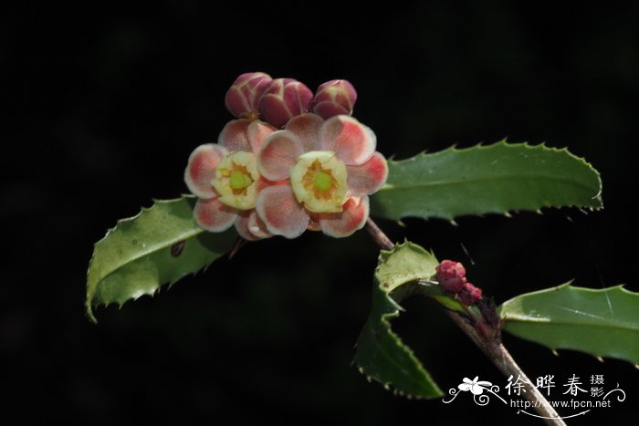 巴东小檗Berberis veitchii