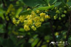 欧洲小檗 Berberis vulgaris