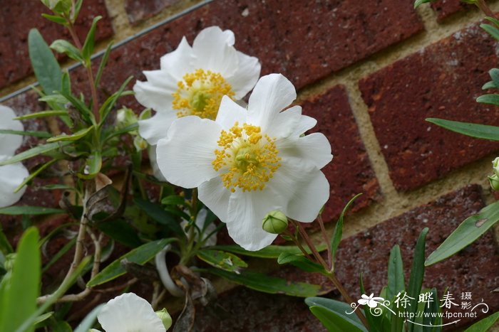 茶花常山Carpenteria californica