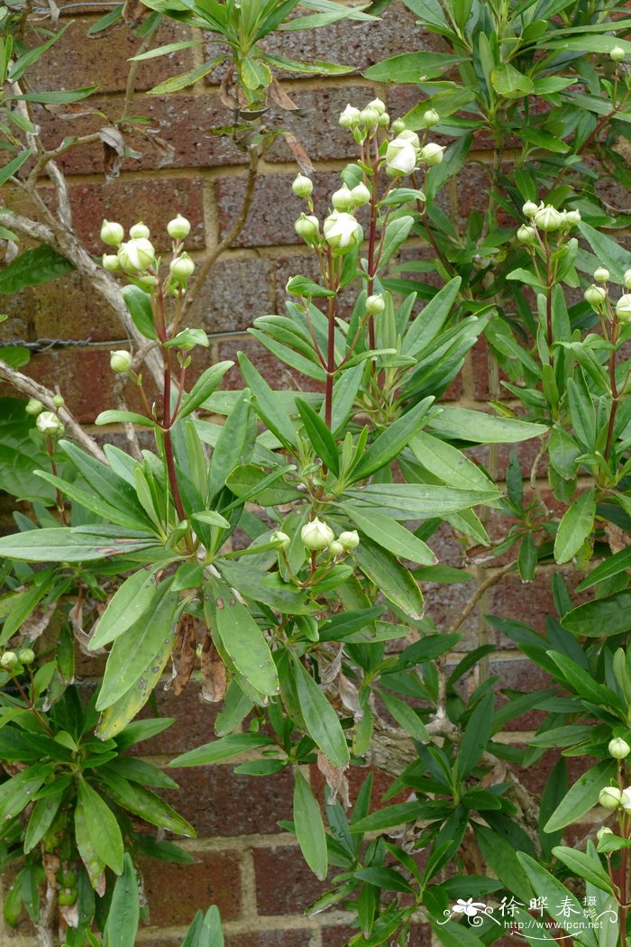 茶花常山Carpenteria californica