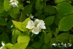 '金叶'欧洲山梅花Philadelphus coronarius  'Aureus'