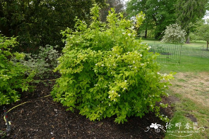 '金叶'欧洲山梅花Philadelphus coronarius  'Aureus'