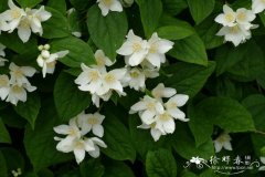 欧洲山梅花Philadelphus coronarius