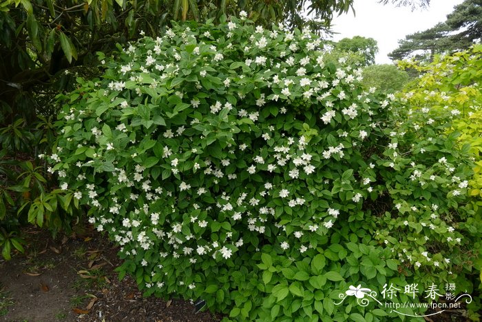 欧洲山梅花Philadelphus coronarius