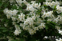 滇南山梅花Philadelphus henryi