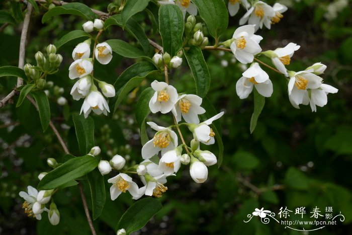 甘肃山梅花Philadelphus kansuensis