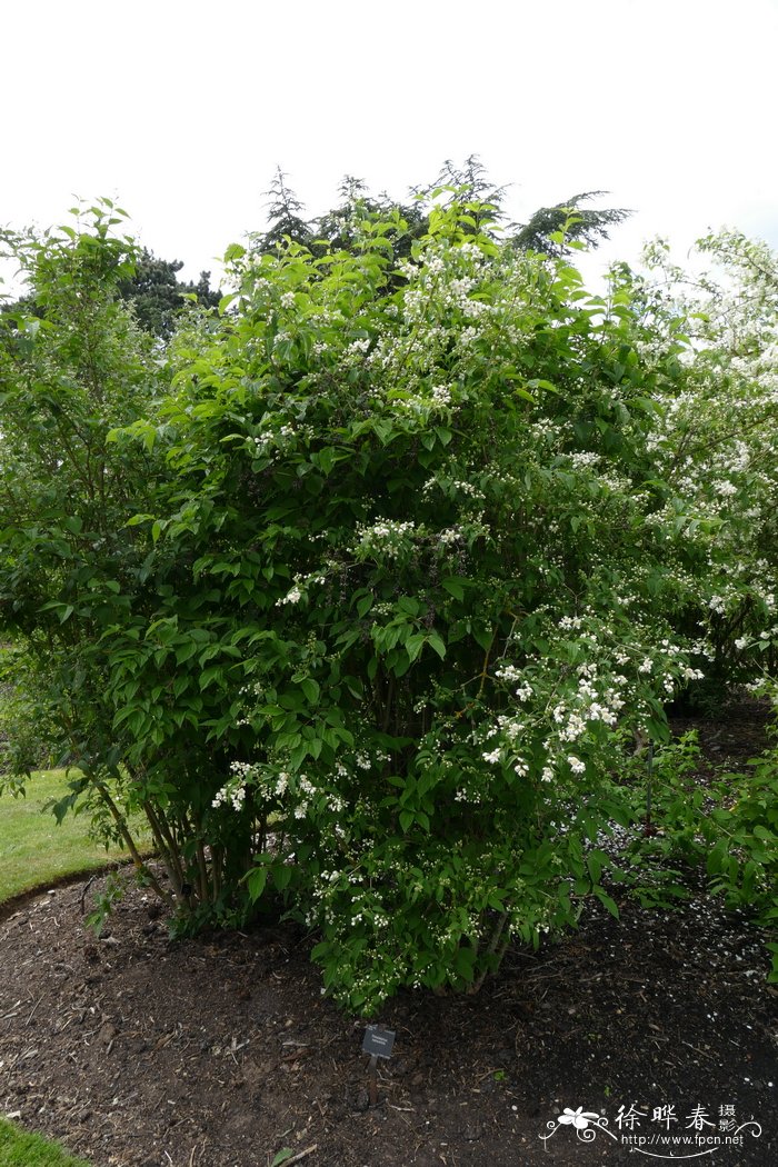 甘肃山梅花Philadelphus kansuensis