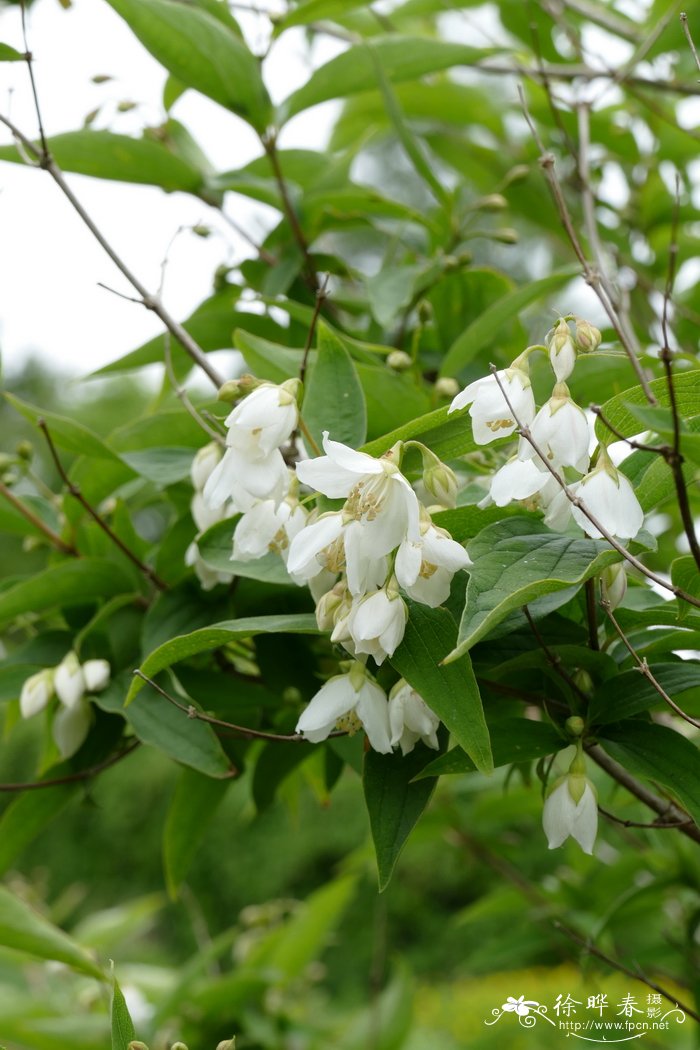 日本山梅花Philadelphus satsumi