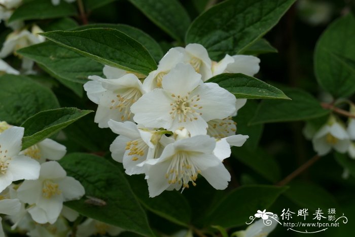 毛柱山梅花Philadelphus subcanus