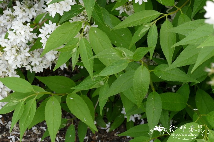 玫色溲疏Deutzia × rosea