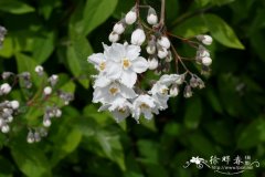 密序溲疏Deutzia compacta