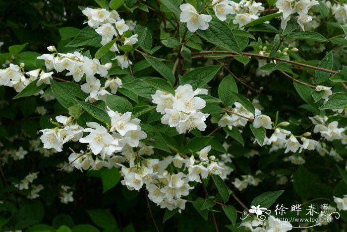 毛柱山梅花Philadelphus subcanus