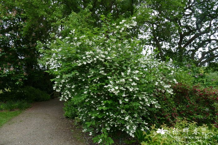 毛柱山梅花Philadelphus subcanus