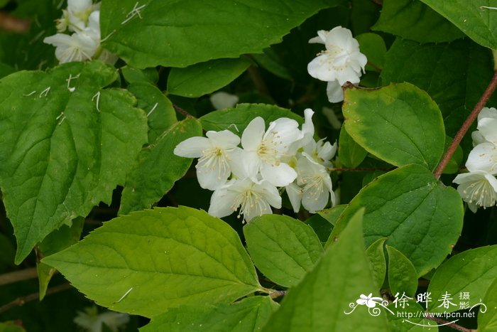 薄叶山梅花Philadelphus tenuifolius