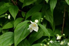 喙花山梅花Philadelphus triflorus