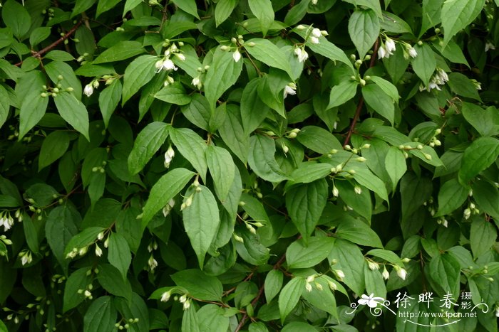 喙花山梅花Philadelphus triflorus