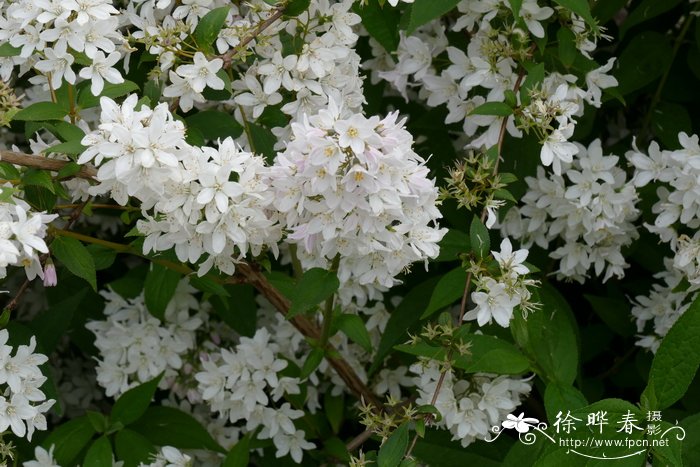 玫色溲疏Deutzia × rosea