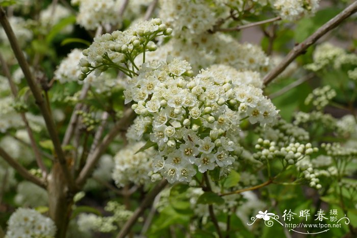 光萼溲疏 Deutzia glabrata