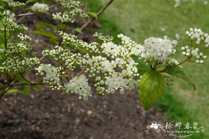 光萼溲疏 Deutzia glabrata