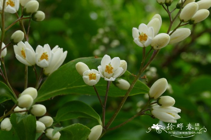 黄山溲疏Deutzia glauca