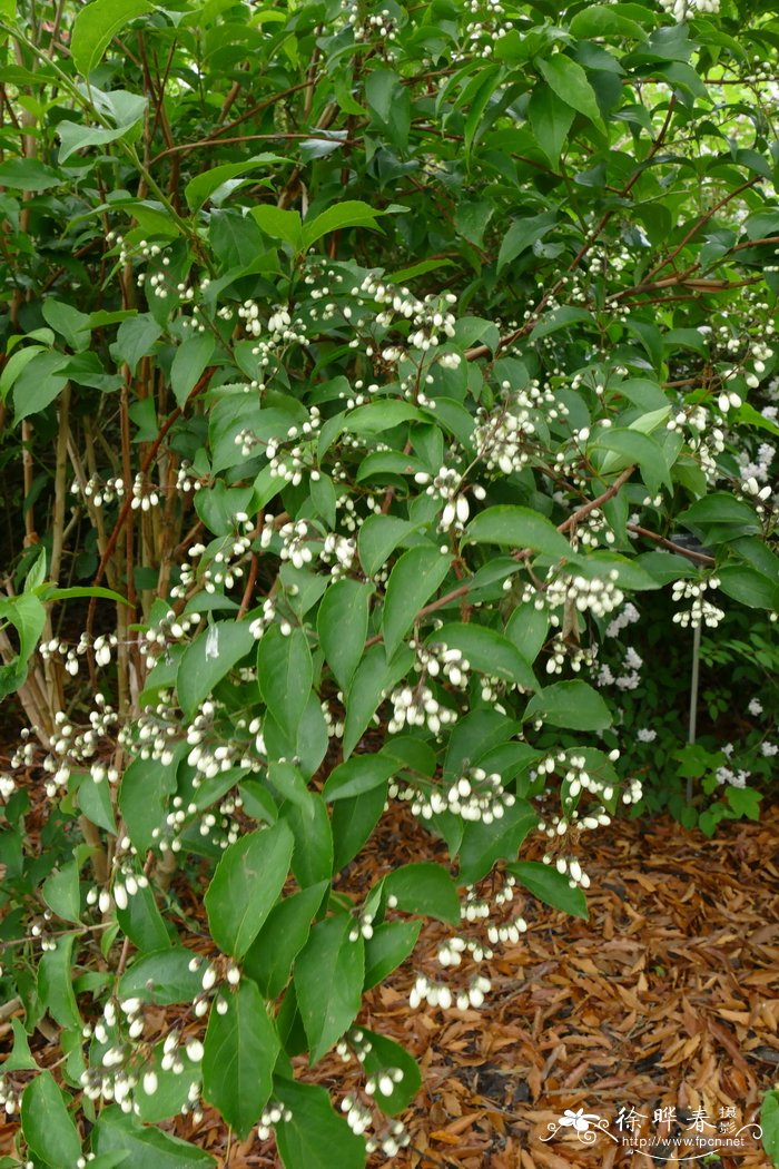 黄山溲疏Deutzia glauca