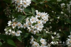 球花溲疏Deutzia glomeruliflora