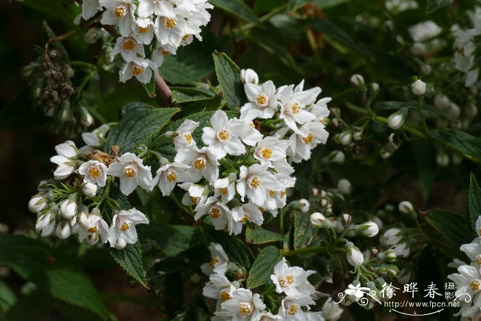 球花溲疏Deutzia glomeruliflora