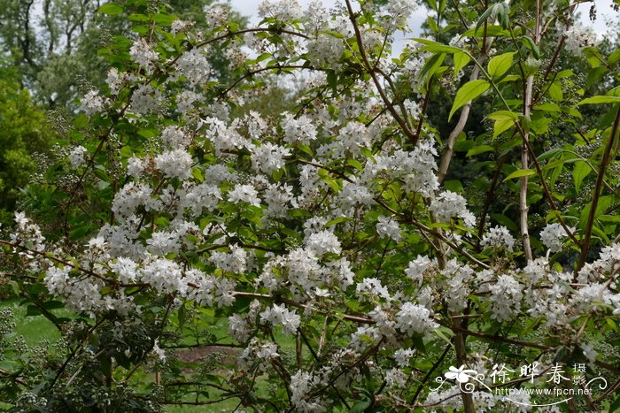 球花溲疏Deutzia glomeruliflora