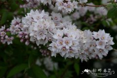 长叶溲疏 Deutzia longifolia