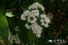小花溲疏Deutzia parviflora