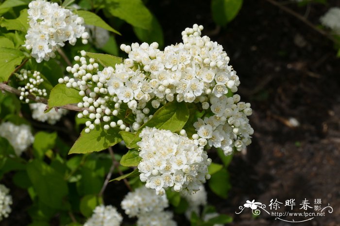 钩齿溲疏Deutzia prunifolia