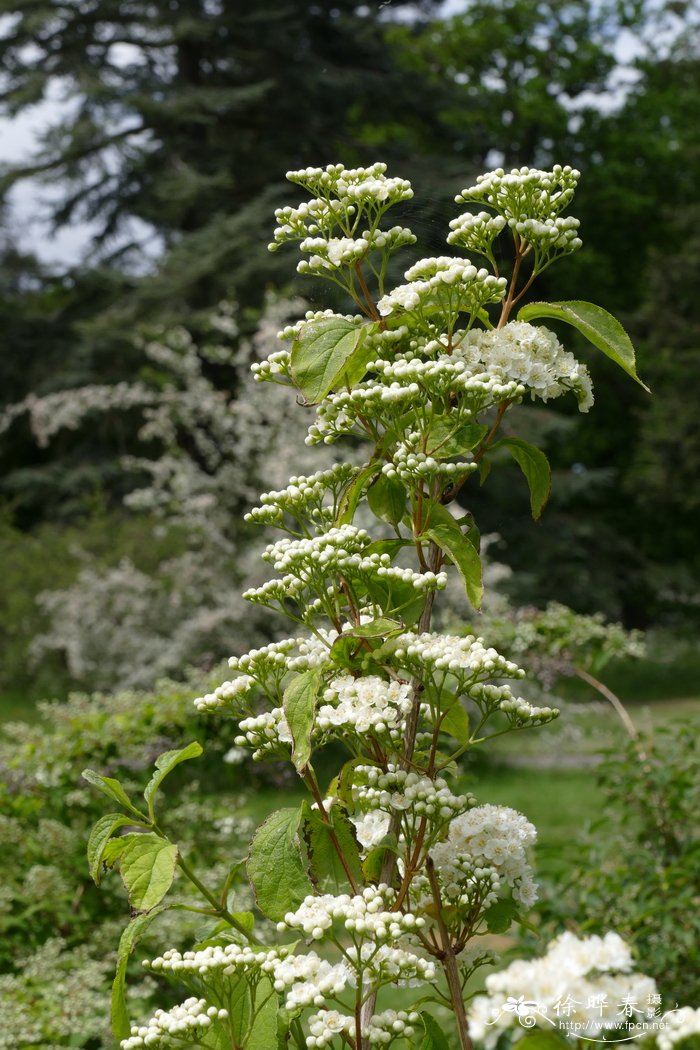 钩齿溲疏Deutzia prunifolia