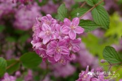 紫花溲疏Deutzia purpurascens