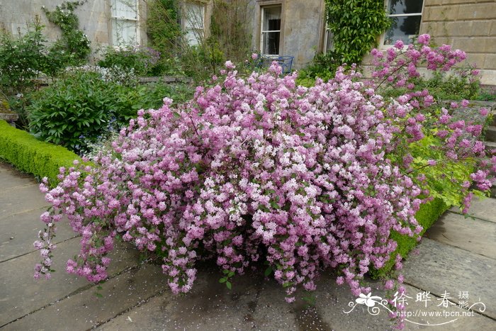 紫花溲疏Deutzia purpurascens