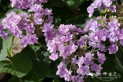 '玫红烟火'绣球Hydrangea macrophylla 'Hanabi Rose'