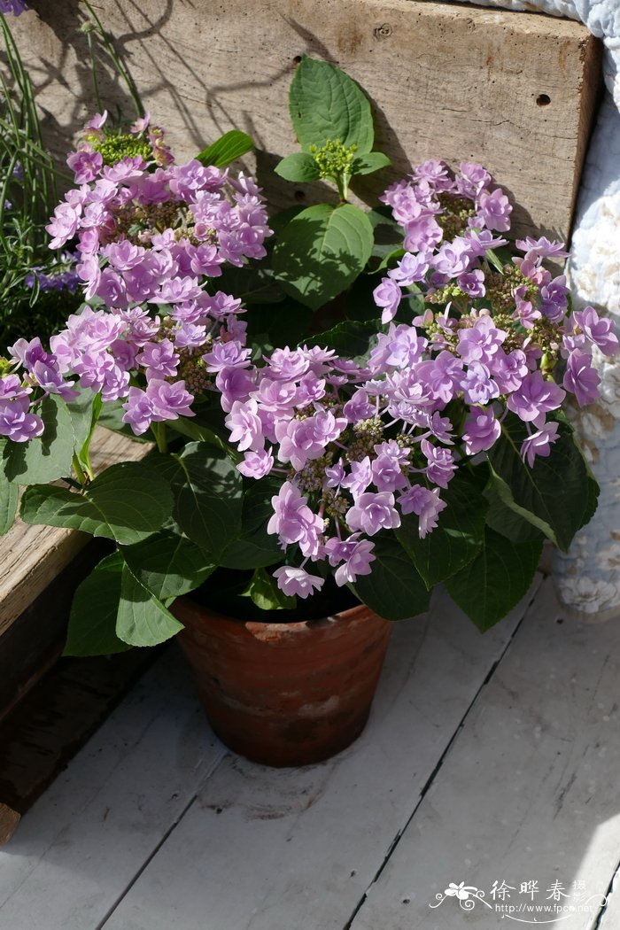 '玫红烟火'绣球Hydrangea macrophylla 'Hanabi Rose'