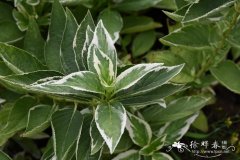 银边绣球 Hydrangea macrophylla 'Maculata'