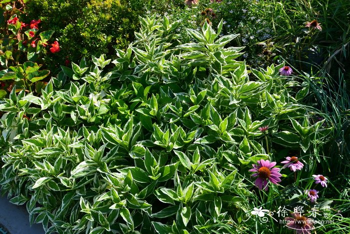 银边绣球 Hydrangea macrophylla 'Maculata'