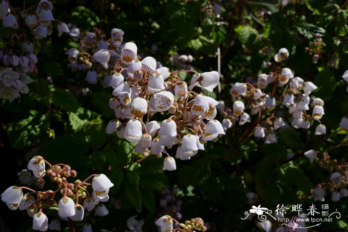 茶杯花Jovellana punctata