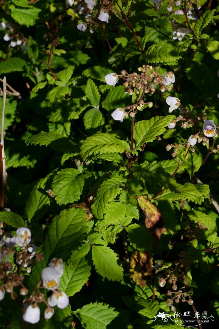 茶杯花Jovellana punctata