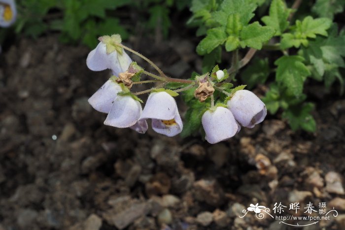 淡紫茶杯花