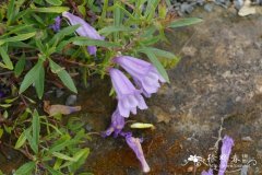 紫花灌木钓钟柳Penstemon fruticosus var. scouleri